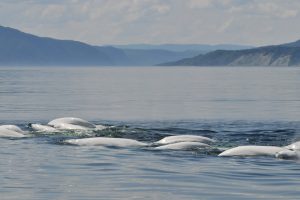 Bélugas à l'embouchure de la rivière Saguenay (crédit photo: GREMM)